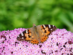 Vanessa cardui