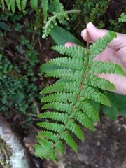 Dryopteris apiciflora