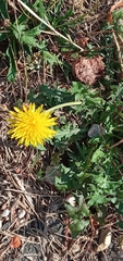 Taraxacum officinale