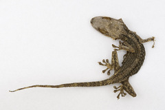 Tarentola mauritanica