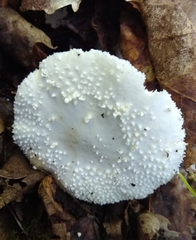 Amanita abrupta