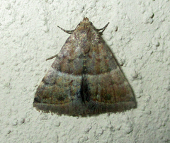 Eublemma bolinia
