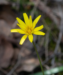 Microseris walteri
