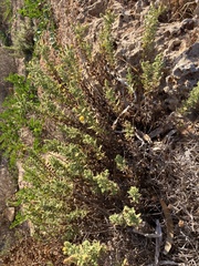 Chiliadenus bocconei