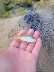 Ocyurus chrysurus