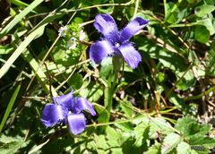 Gentianopsis ciliata ciliata