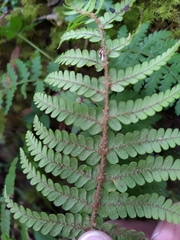 Dryopteris apiciflora