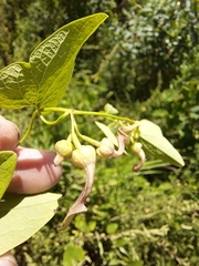 Aristolochia