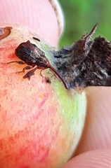 Anthonomus quadrigibbus