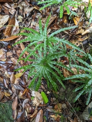 Lygodium longifolium