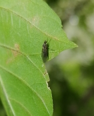 Empidoidea
