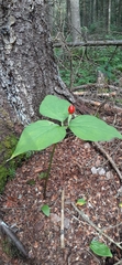 Trillium undulatum