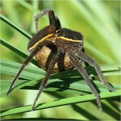 Dolomedes
