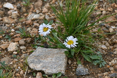 Erigeron melanocephalus