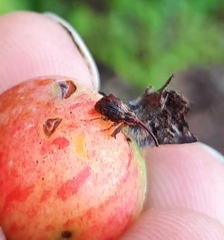 Anthonomus quadrigibbus