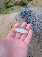 Ocyurus chrysurus