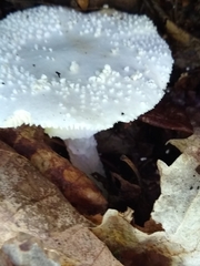 Amanita abrupta