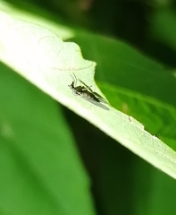 Empidoidea