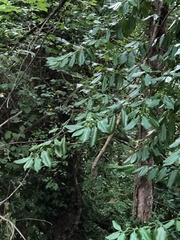 Euonymus fortunei