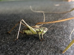 Roeseliana roeselii
