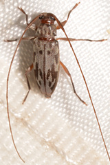 Lepturges symmetricus