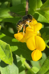 Anthidium oblongatum