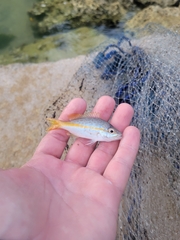 Ocyurus chrysurus