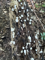 Crepidotus applanatus