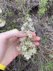 Hakea lissocarpha