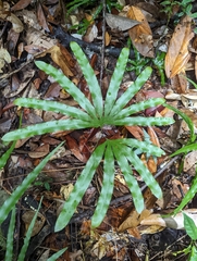 Lygodium longifolium