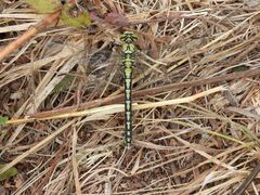 Ophiogomphus cecilia
