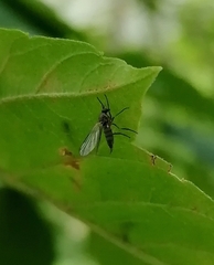 Empidoidea