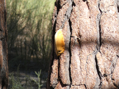 Cryptoporus volvatus