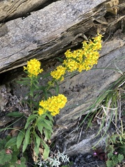 Solidago decurrens