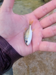 Haemulon flavolineatum