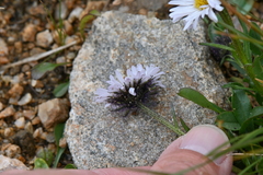 Erigeron melanocephalus