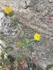 Helminthotheca echioides