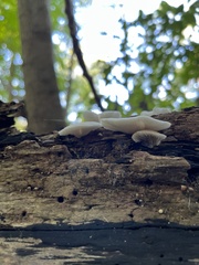 Crepidotus applanatus