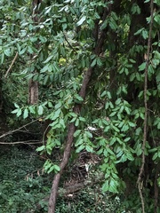 Euonymus fortunei