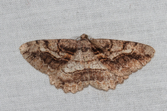 Neoalcis californiaria