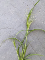 Panicum capillare