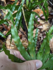 Lygodium longifolium