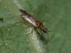 Dicyphus pallidus