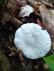 Amanita abrupta