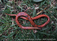 Atractus crassicaudatus