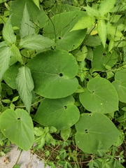 Thladiantha nudiflora