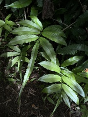 Bolbitis heteroclita