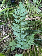 Dryopteris cristata