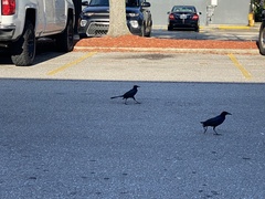 Quiscalus major westoni