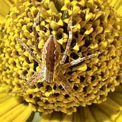 Pisaurina mira